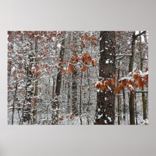 Poster Chênes recouverts de neige Photographie de nature