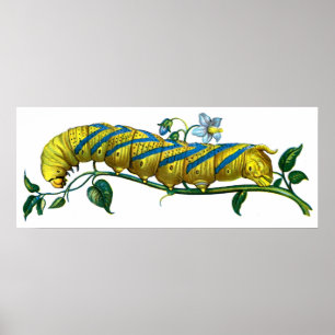 Poster chenille d'atropos d'Acherontia