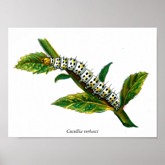 Poster chenille de Cucullia verbasci (Devant)