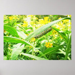 Poster Chenille de monarque alimentant sur le milkweed
