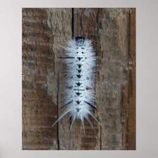 Poster Chenille tigrée de Hickory