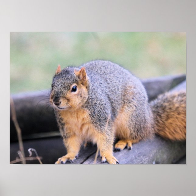 Poster Cher compagnon (Devant)