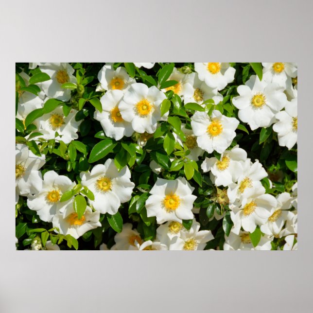 Poster Cherokee Rose (Devant)