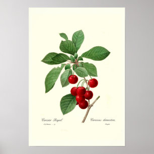 Poster Cherry