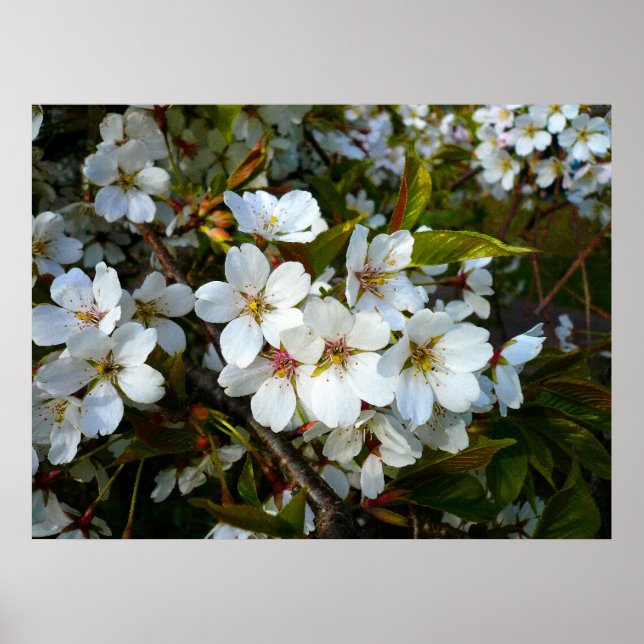 Poster Cherry Blossom II (Devant)