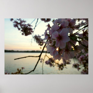 Poster Cherry Blossom Sunset à Washington DC