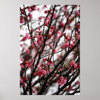 Poster Cherry Blossoms