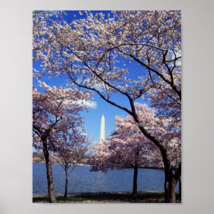 Poster Cherry Blossoms à Washington D.C.