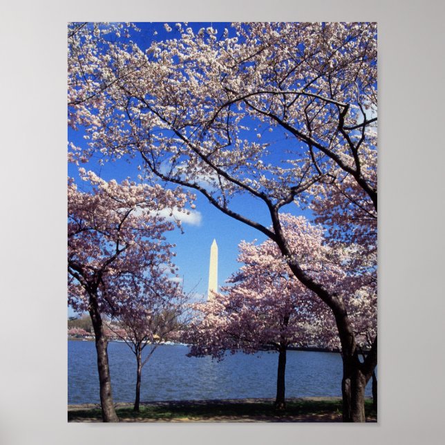 Poster Cherry Blossoms à Washington D.C. (Devant)
