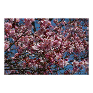 Poster Cherry Blossoms et Blue Sky Spring Floral