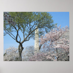 Poster Cherry Blossoms et le monument de Washington à DC