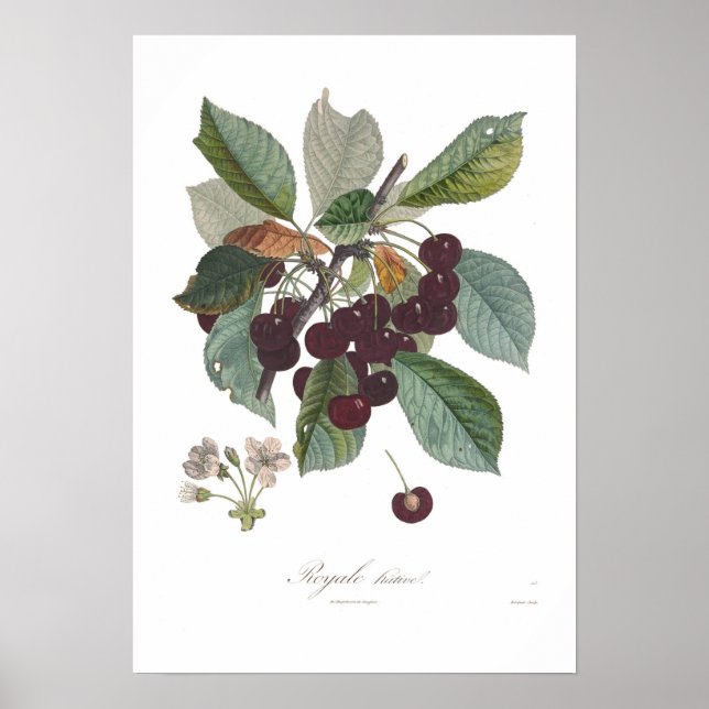 Poster Cherry, Early Royale (Devant)