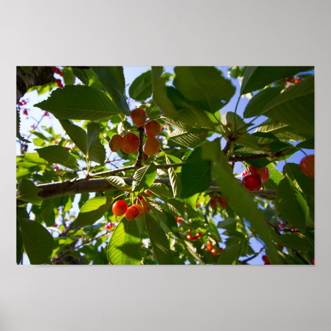 Poster Cherry Tree, Michigan (Devant)