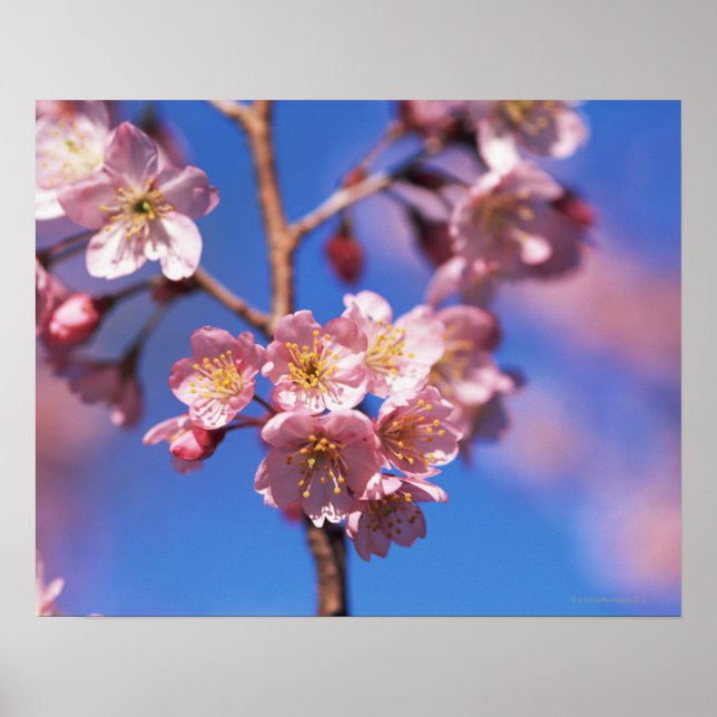 Poster Cherryblossom (Devant)