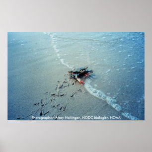 Poster / Chesapeake Bay Femme Crabe Bleu