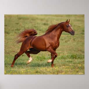 Poster Chestnut Arab Stallion Mane and Tail Flowing