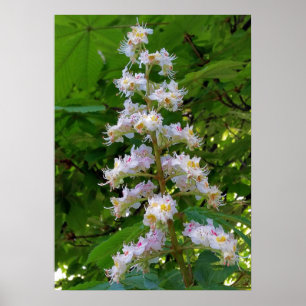 Poster chestnut flower