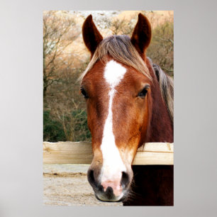 POSTER CHESTNUT HORSE