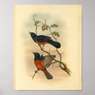 Poster Chestnut Red Flycatcher Bird Vintage Print