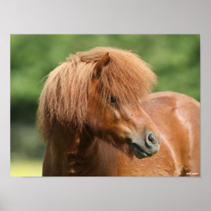 Poster Chestnut Shetland Pony Stallion Headshot
