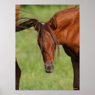 Poster Chestnut Warmblood Foal with Tail On Head