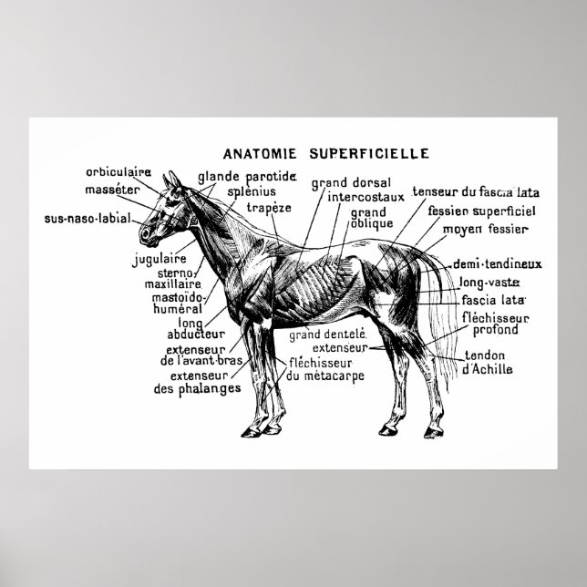 Poster Cheval (Devant)