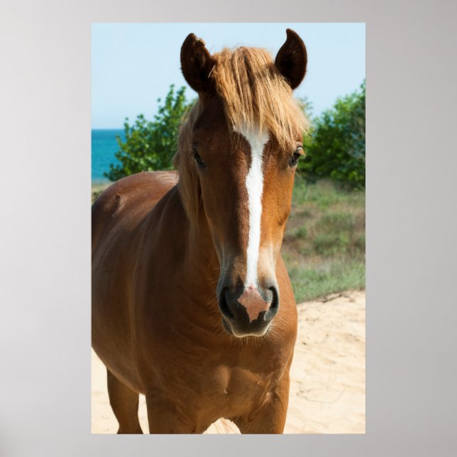 Poster Cheval (Devant)