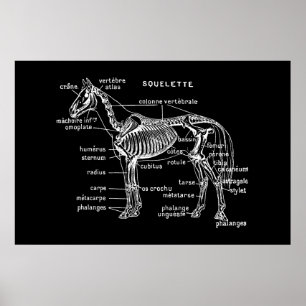 Poster Cheval