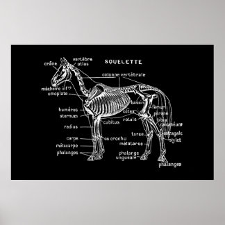 Poster Cheval