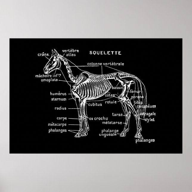 Poster Cheval (Devant)