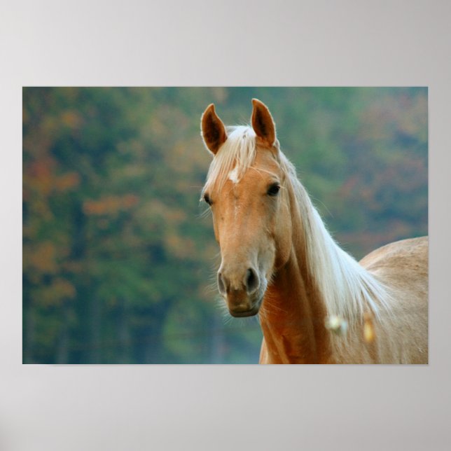 Poster Cheval (Devant)