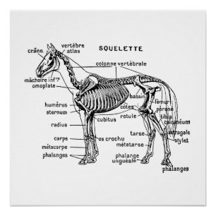 Poster Cheval
