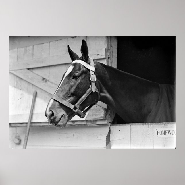 Poster Cheval (Devant)