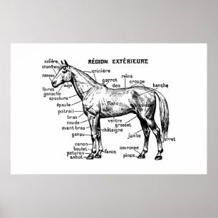 Poster Cheval