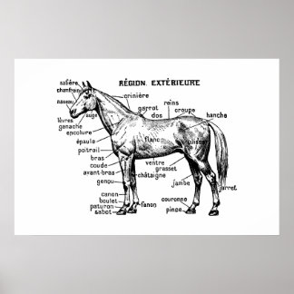 Poster Cheval