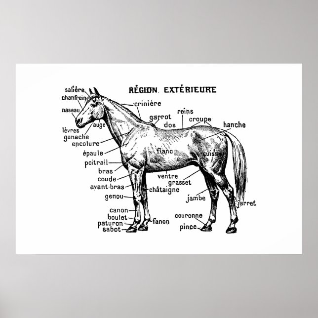 Poster Cheval (Devant)
