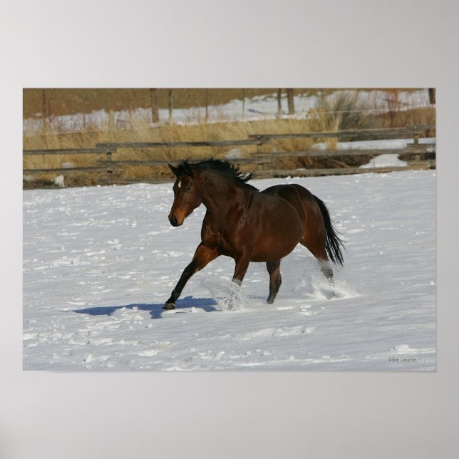Poster Cheval à gorge profonde courant dans la neige (Devant)