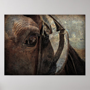 Poster Cheval Amish aux Aveugles