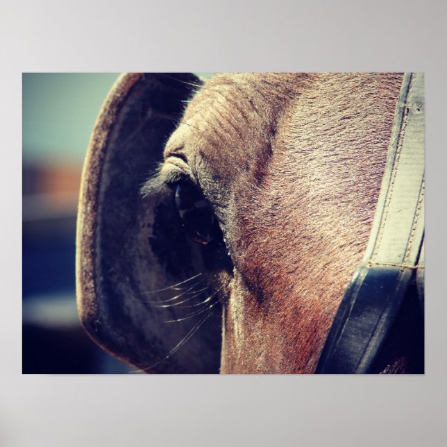 Poster Cheval Amish Aveugles (Devant)