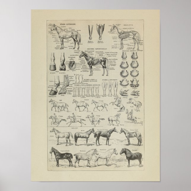 Poster Cheval Anatomie Aplombs Squelette Horse Anatomie (Devant)