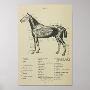Poster Cheval Anatomie du squelette Imprimer
