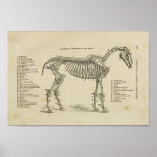 Poster Cheval Anatomie du squelette Imprimer