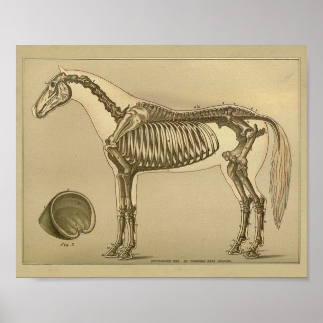 Poster Cheval Anatomie du squelette Imprimer (Devant)