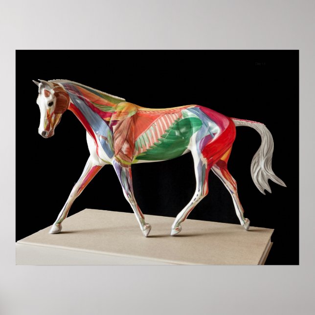 Poster Cheval anatomique (Devant)