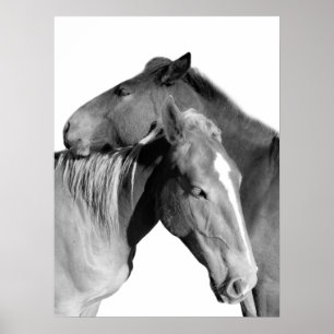 Poster Cheval animal photo équestre noir et blanc