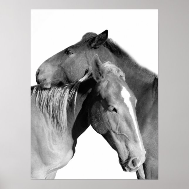 Poster Cheval animal photo équestre noir et blanc (Devant)