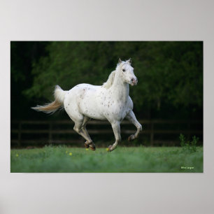 Poster Cheval Appaloosa 1