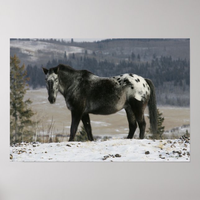 Poster Cheval Appaloosa dans la neige (Devant)