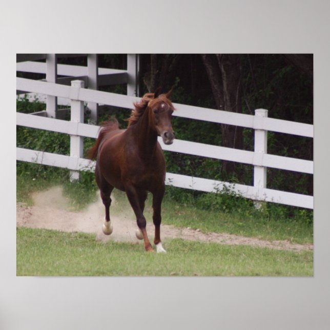 Poster Cheval arabe (Devant)
