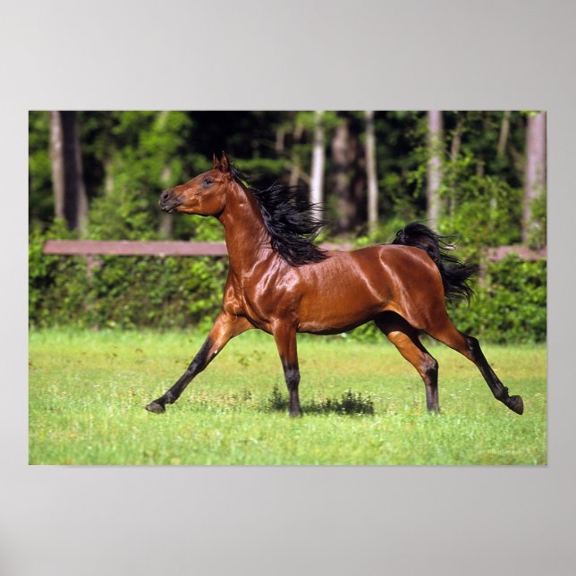 Poster Cheval arabe 2 (Devant)